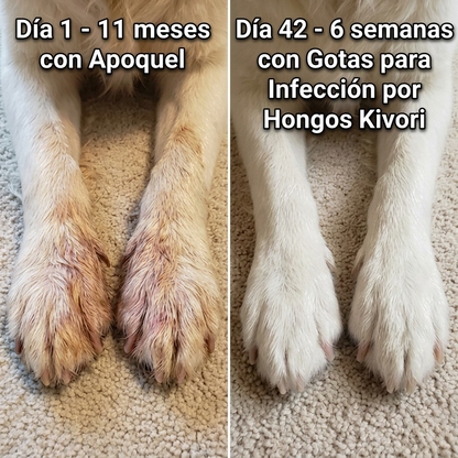 BellamyBliss Gotas para Hongos en Perros